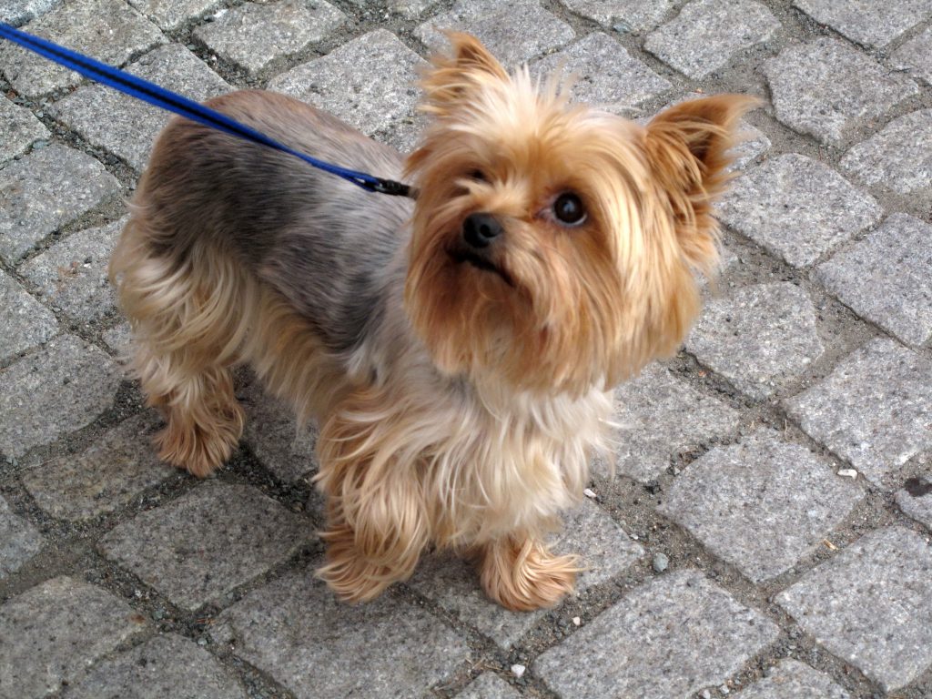 Mein Yorkshire Terrier Kooperationsschule Friesack