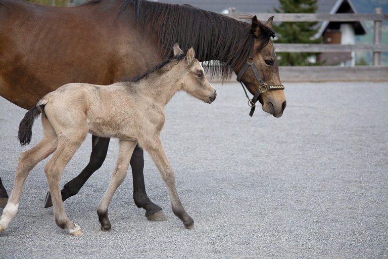 Mein Lieblingstier: Das Pferd – Kooperationsschule Friesack